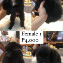 Australian Terrier x Maltipoo Puppies -1