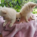 Pomeranian Puppy -4