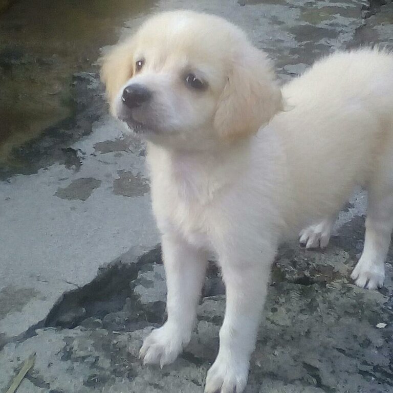 Mixed Doxiepoo Puppy