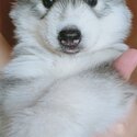 Siberian Husky-1