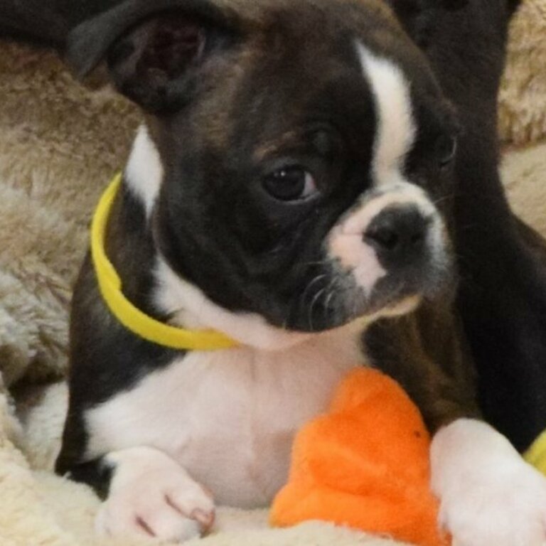 Gorgeous Boston terrier puppies.