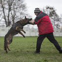 puppies/juniors German Shepherd. work dogs, IGP1, joints-4