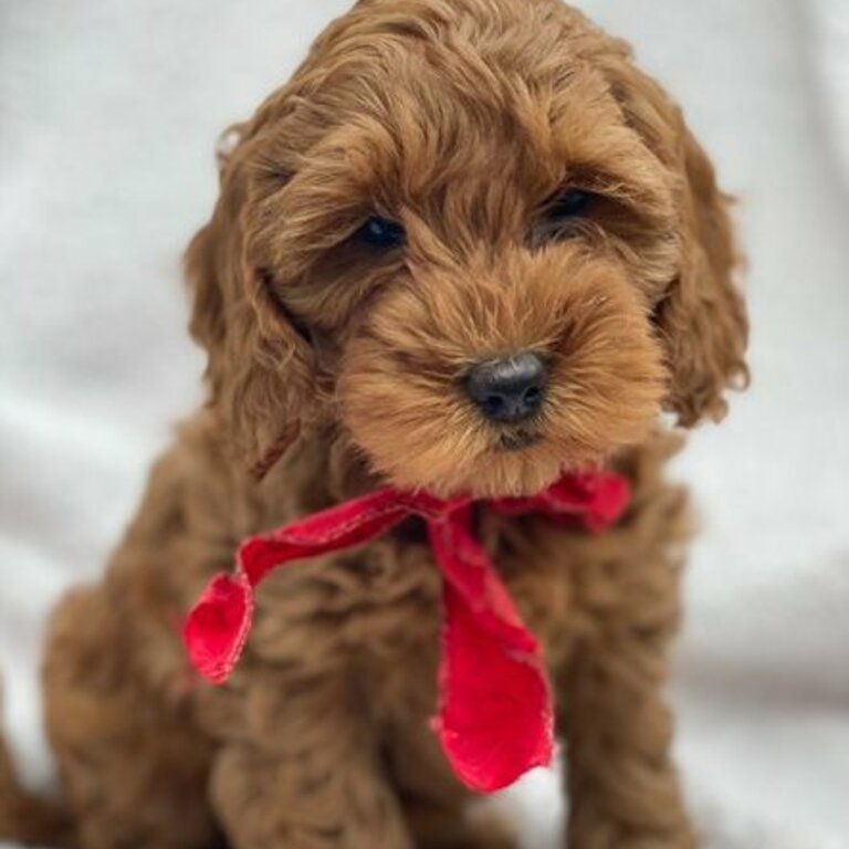 Cockapoo Puppies