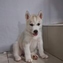 Purebreed Siberian Husky puppies -0