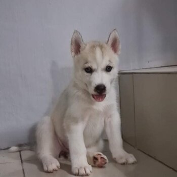 Purebreed Siberian Husky puppies 