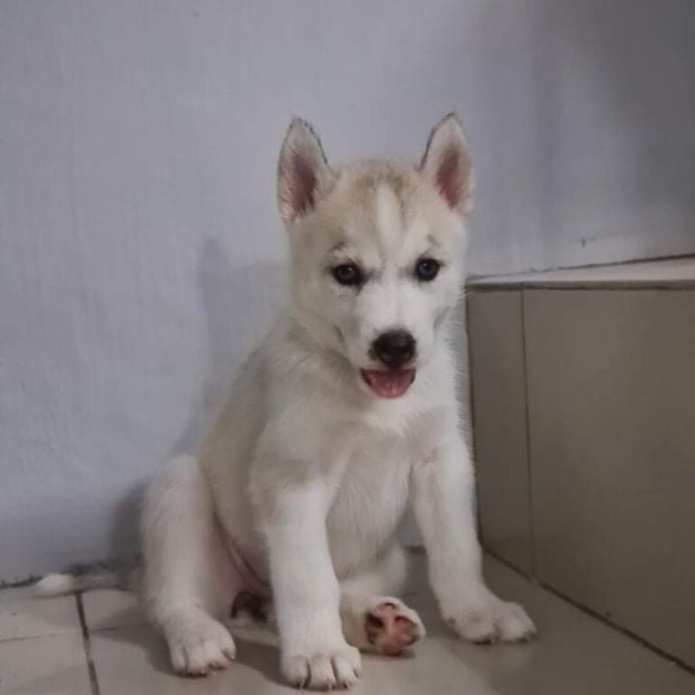 Purebreed Siberian Husky puppies 