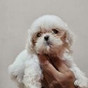 Shih Tzu Female-0