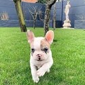 French bulldog Puppies for Sale-1