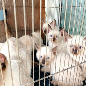 Pure Baby Siamese kittens