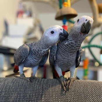 Hand Tame African Grey Parrots