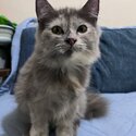 PERSIAN - GRAY TORTIE- FEMALE (AUBREY)-3