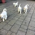 White Golden Retriever Puppies available for a new home.-0