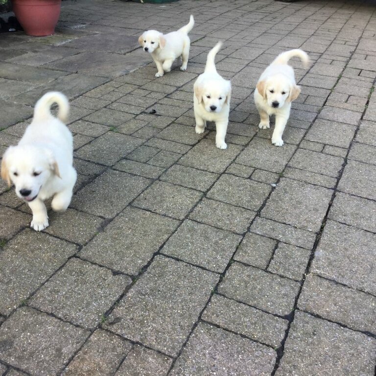 White Golden Retriever Puppies available for a new home.