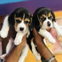 Gorgeous Beagles pups -0