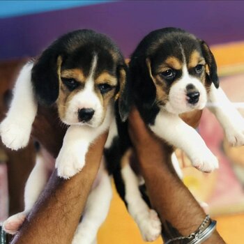 Gorgeous Beagles pups 