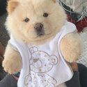 Chow Chow for sale-1