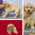 Golden Retriever Puppies in Bacoor-2