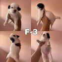 shih tzu puppies-3