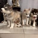 Purebreed Siberian Husky puppies -1