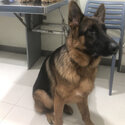 Male German Shepherd-1