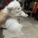 Persian Kitten-3