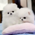 Outstanding Pomeranian Puppies-0