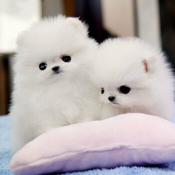 Outstanding Pomeranian Puppies