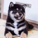 Japanese Shiba Inu Puppies-0