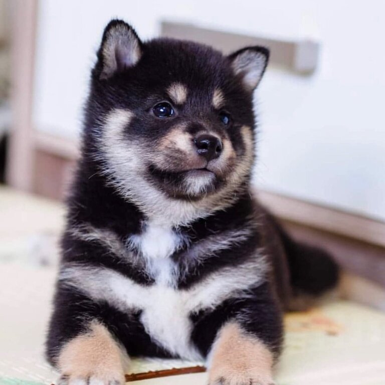 Japanese Shiba Inu Puppies