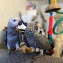 Hand Tame African Grey Parrots-2