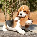 Beagles Puppies-0