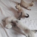 Pure Siamese Kittens-2