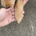 Golden Retriever Puppies-3