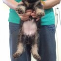 German Sheped Puppies for sale-1