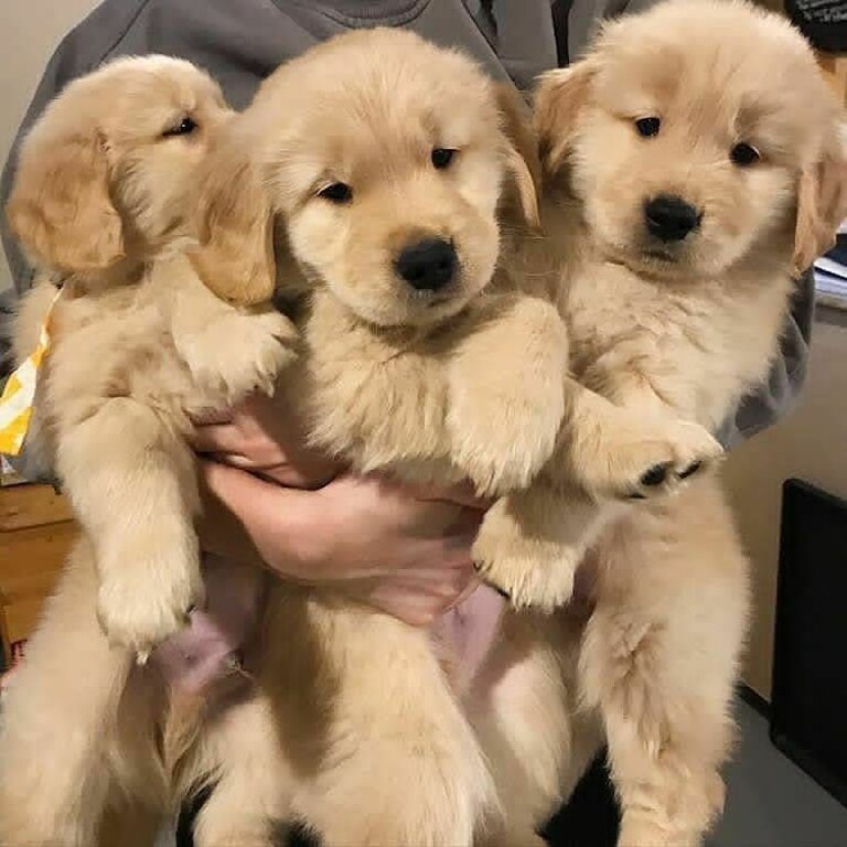 This golden retriever puppy is 14 weeks old