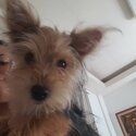 Pure Breed Female Yorkshire Terrier-2