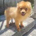 Pomeranian Puppies for Rehoming-3