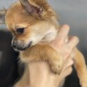 Female Chihuahua -1