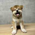 JAPANESE AKITA INU PUPS FOR SALE-2