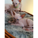 Purebreed Sphynx kittens -0