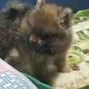 POM puppy 4 SALE-5