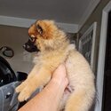 Pomeranian Puppy for Rehoming-1