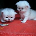 Pure Persian breed kittens for sale.-3