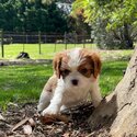 Beautiful Cavoodle puppies for sale-1