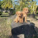 GOLDEN RETRIEVER PUPPIES-4