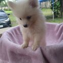 Pomeranian Puppy -1