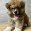 JAPANESE AKITA INU PUPS FOR SALE-3