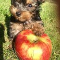 Female Yorkshire Terrier for sale-3