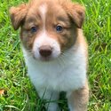 Border collie Puppies-1