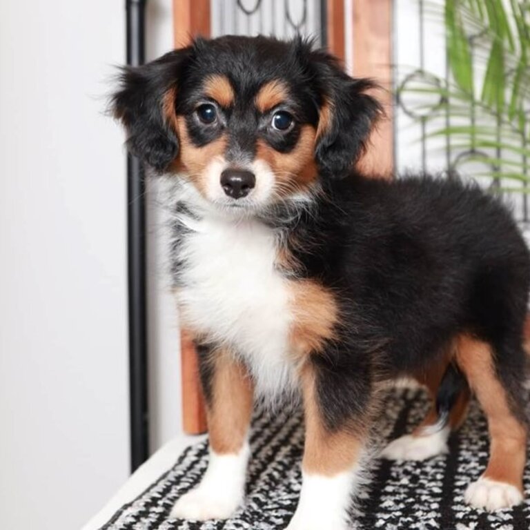 Aussie Doodle puppy